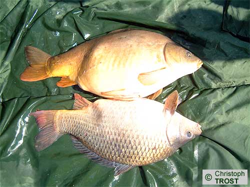 Zur�ck zu Karpfen 2003