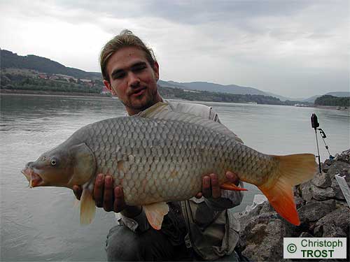 Zur�ck zu Karpfen 2003