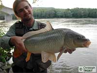 Karpfen 2005