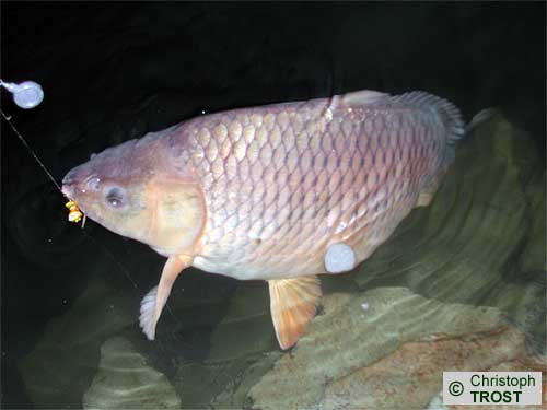 Zur�ck zu Karpfen 2005