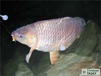 Karpfen 2005