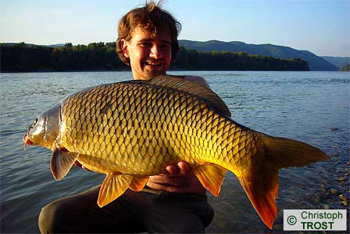 Zur�ck zu Karpfen 2008