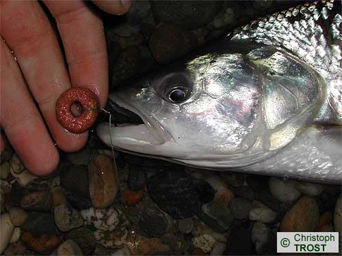 Zur�ck zu Besonderes