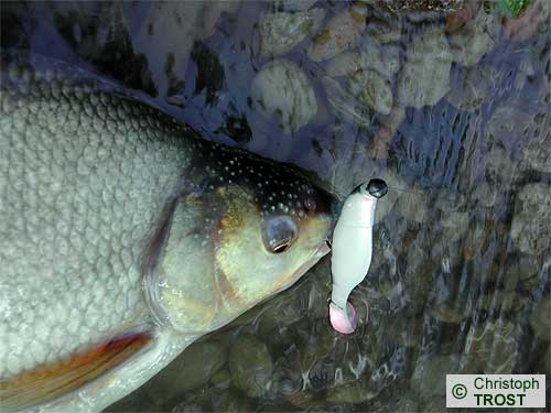 Zur�ck zu Besonderes