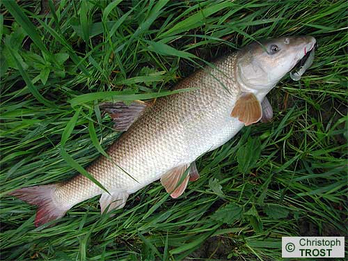 Zur�ck zu Besonderes