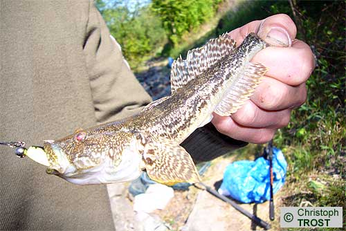 Zur�ck zu Besonderes