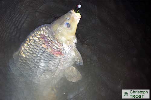 Zur�ck zu Besonderes