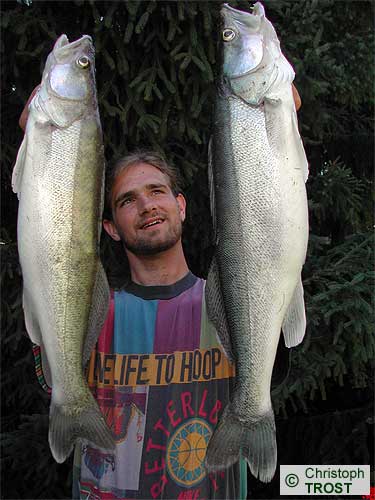 Zur�ck zu Zander 2003 bis 2006