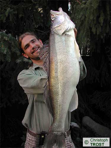 Zur�ck zu Zander 2003 bis 2006