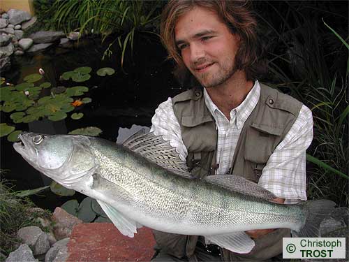 Zur�ck zu Zander 2003 bis 2006