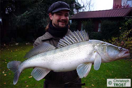 Zur�ck zu Zander 2007