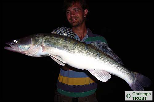 Zur�ck zu Zander 2008