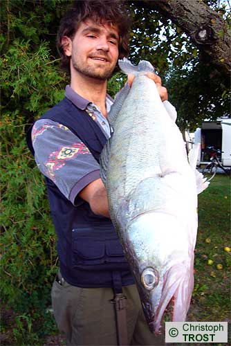 Zur�ck zu Zander 2008