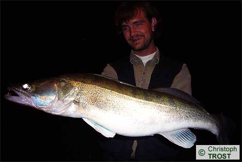 Zur�ck zu Zander 2008