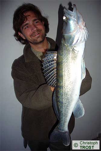 Zur�ck zu Zander 2008