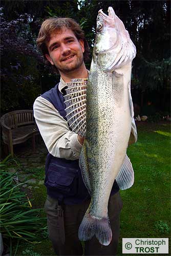 Zur�ck zu Zander 2008