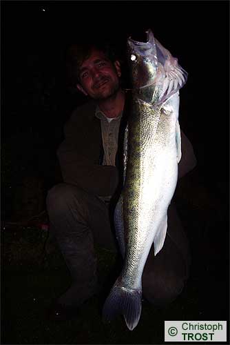 Zur�ck zu Zander 2008