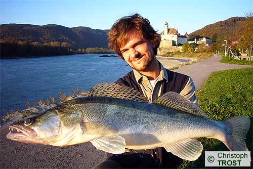 Zur�ck zu Zander 2008