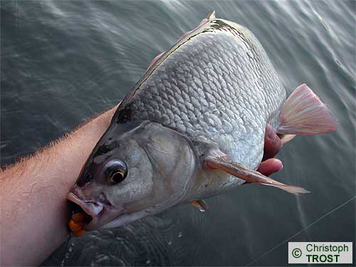 Zur�ck zu (Frauen)Nerfling