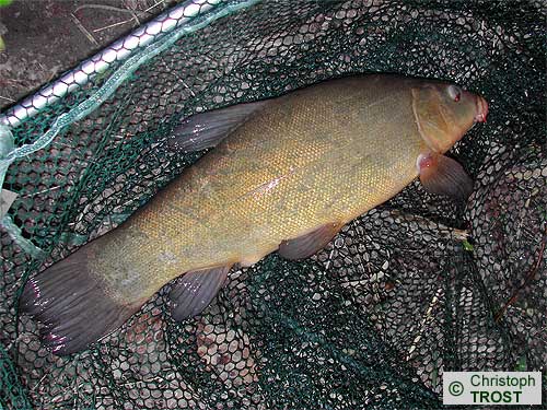 Zur�ck zu Schleie und Giebel